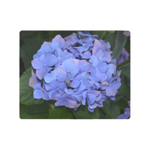 Rustic Purple Hydrangea macrophylla   Metal Print