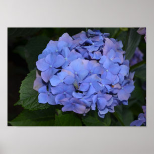 Rustic Purple Hydrangea macrophylla   Poster