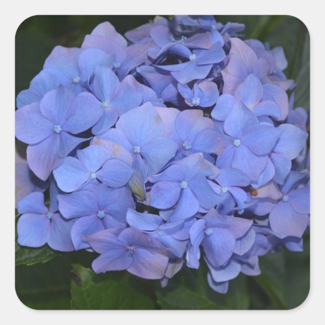 Rustic Purple Hydrangea macrophylla  Square Sticker (Front)