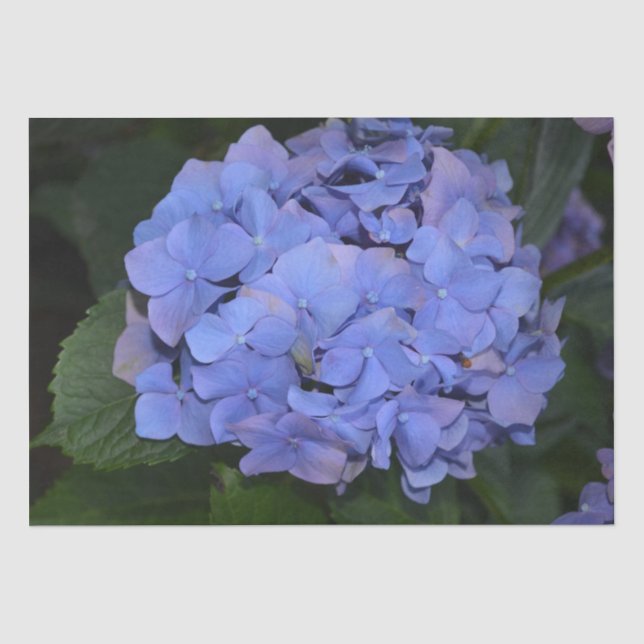 Rustic Purple Hydrangea macrophylla   Tissue Paper (Front)