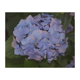 Rustic Purple Hydrangea macrophylla Wood Wall Art