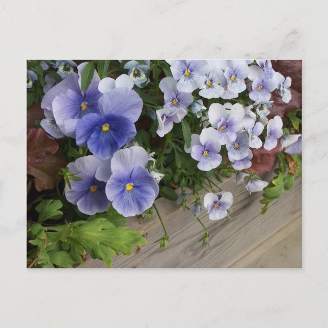 Rustic Purple Pansy Floral Postcard Pansies (Front)