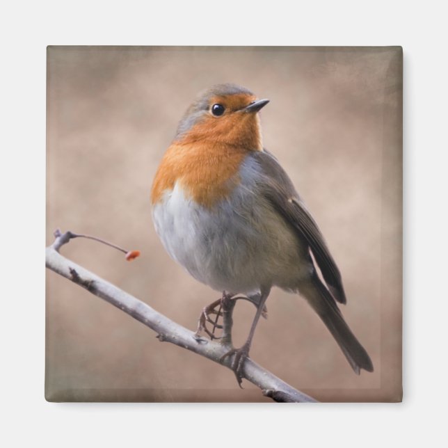 Rustic Robin Magnet (Front)