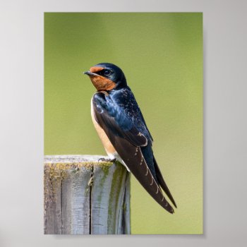 Rustic Serenity Barn Swallow On Wooden Fence Pole Poster by nikkilynndesign at Zazzle