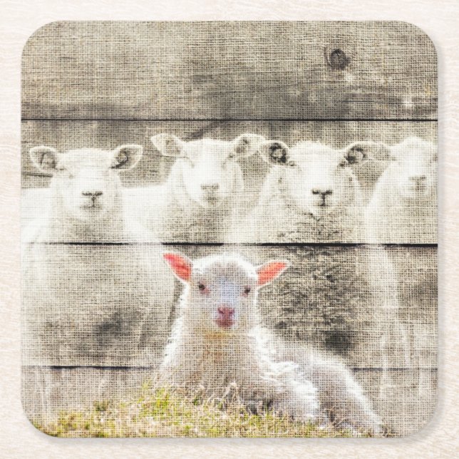 Rustic Sheep Baby Lamb Burlap Square Paper Coaster (Front)