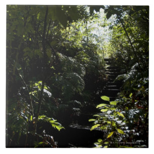 Rustic staircase/footpath in forest, sunlight tile