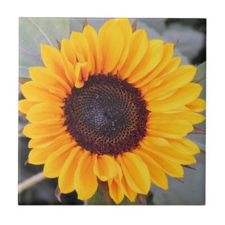 Rustic Sunflower Decorative Tile