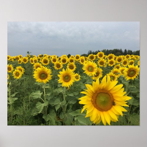 Rustic Sunflower Field Harvest Poster