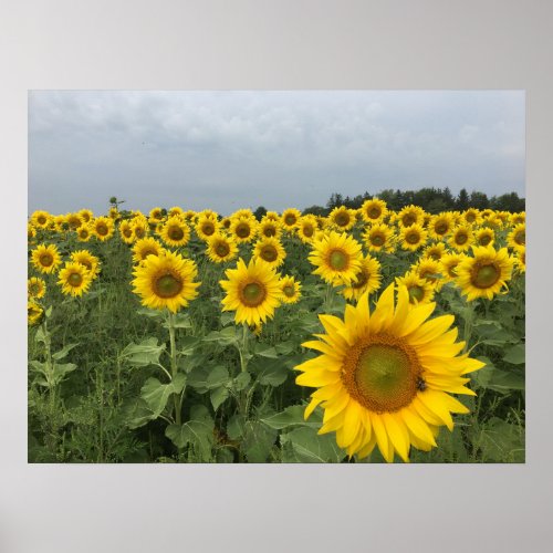 Rustic Sunflower Field Harvest Poster