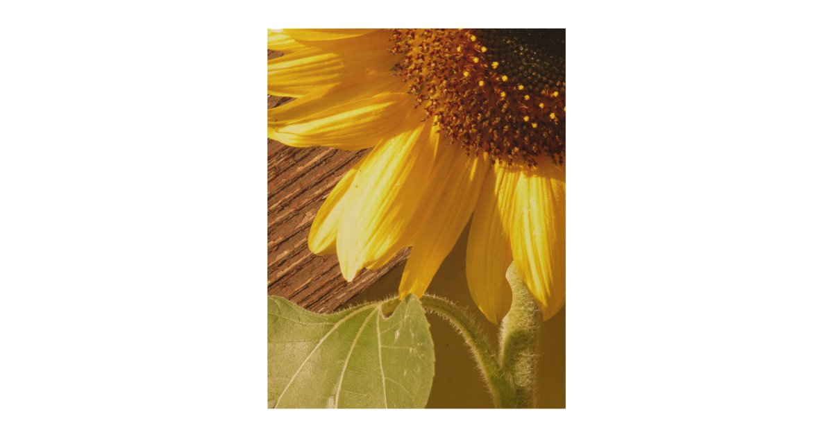 Rustic Sunflower On Wood Wood Wall Decor Zazzle Com
