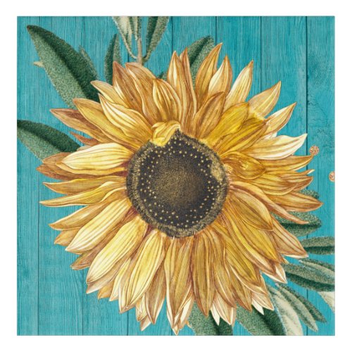 Rustic Sunflower Teal Blue Barn Wood Country  Acrylic Print