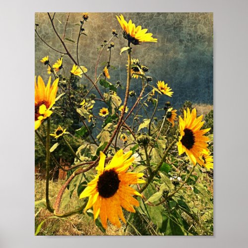 Rustic Sunflowers Against Stormy Sky Photograph Poster