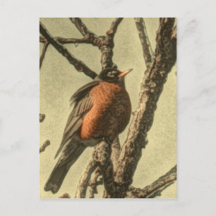 Rustic Tree branches Michigan State Bird Robin Postcard
