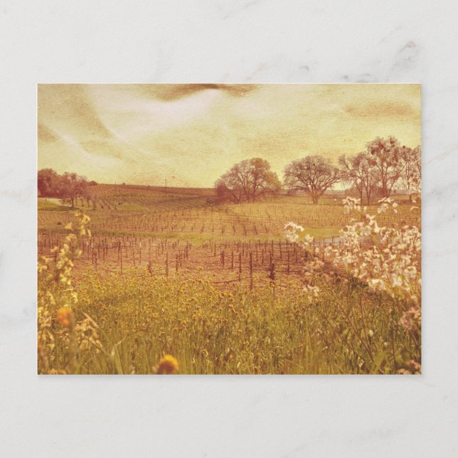 Rustic Vineyard in Napa Valley California Postcard (Front)