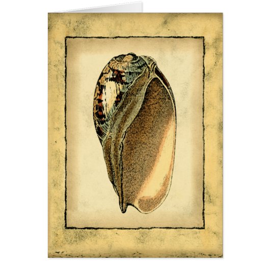 Rustic Vintage Seashell (Front)