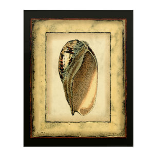Rustic Vintage Seashell Acrylic Print