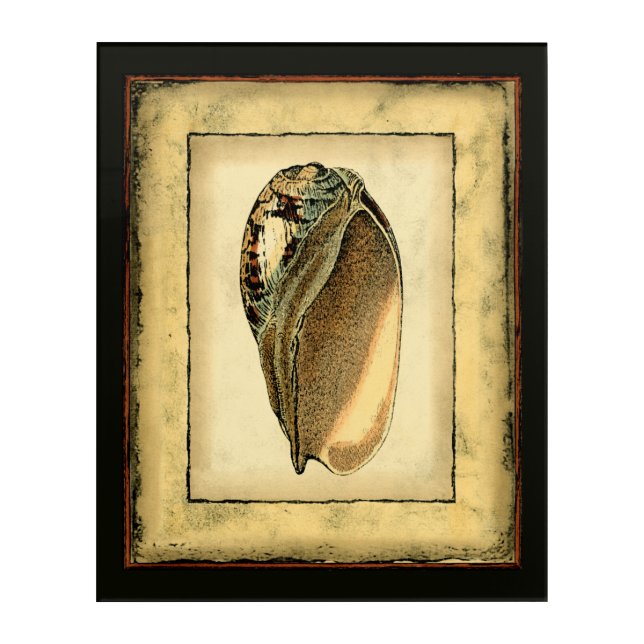 Rustic Vintage Seashell Acrylic Print (Front)