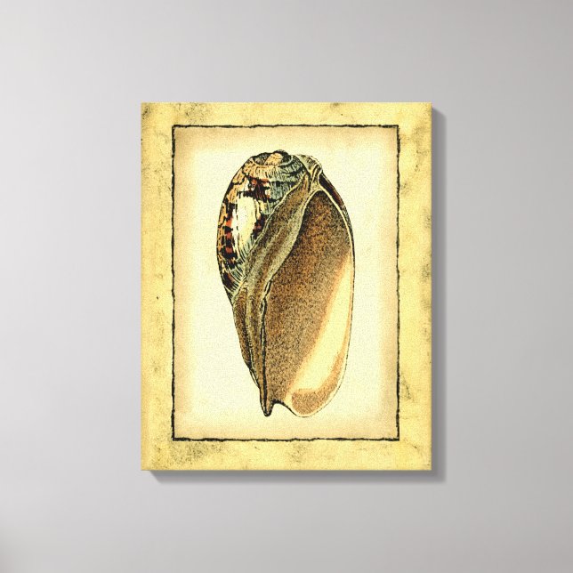 Rustic Vintage Seashell Canvas Print (Front)