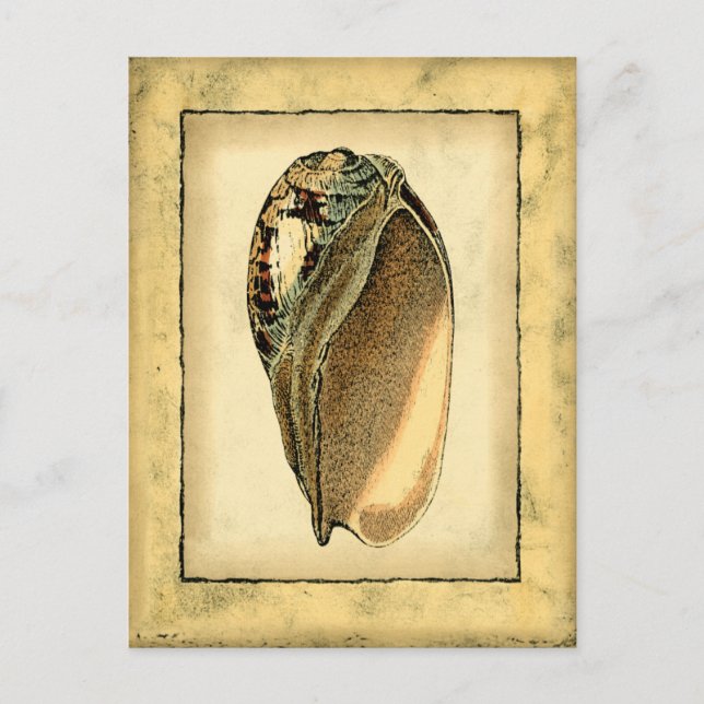 Rustic Vintage Seashell Postcard (Front)