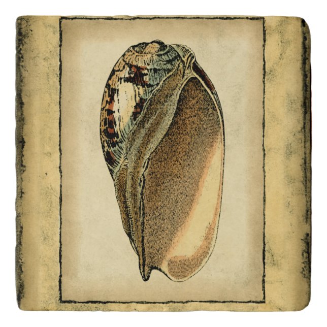 Rustic Vintage Seashell Trivet (Front)