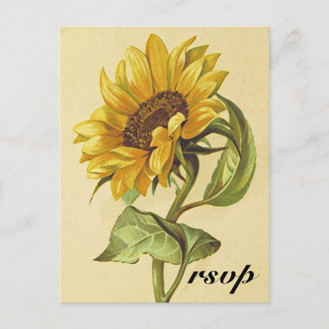 Rustic Vintage Style Sunflower "rsvp" Postcard (Front)