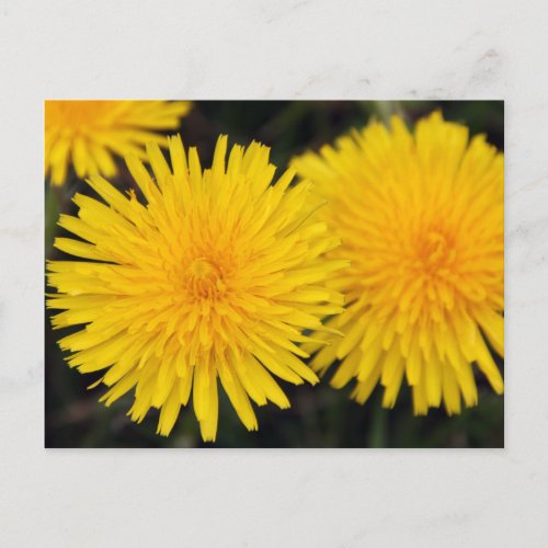 Rustic Yellow Dandelion Flower Postcard