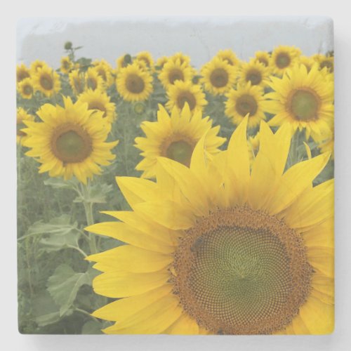 Rustic Yellow Sunflower Bloom Harvest Stone Coaster