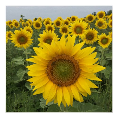 Rustic Yellow Sunflower Harvest Poster