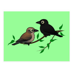Rusty Blackbird Pair Postcard