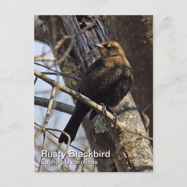 Rusty Blackbird Postcard (Front)