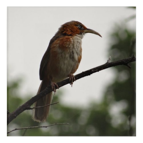 Rusty Cheeked Scimitar Babbler Up Close Photograph Acrylic Print