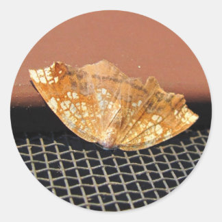 Rusty Moth ~ sticker
