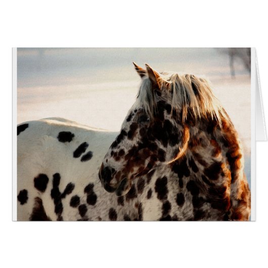 Rusty the Appaloosa Cards (Front Horizontal)