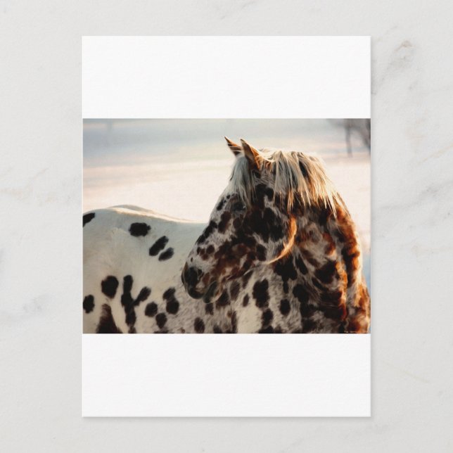 Rusty the Appaloosa Postcard (Front)