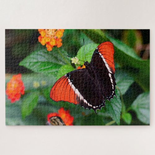 Rusty Tipped Page Butterfly  Jigsaw Puzzle