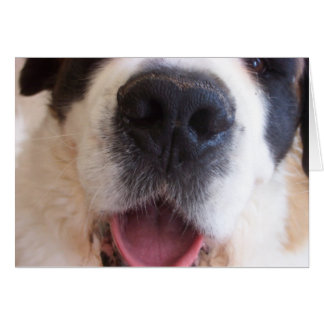 Ruthie's Nose Cards