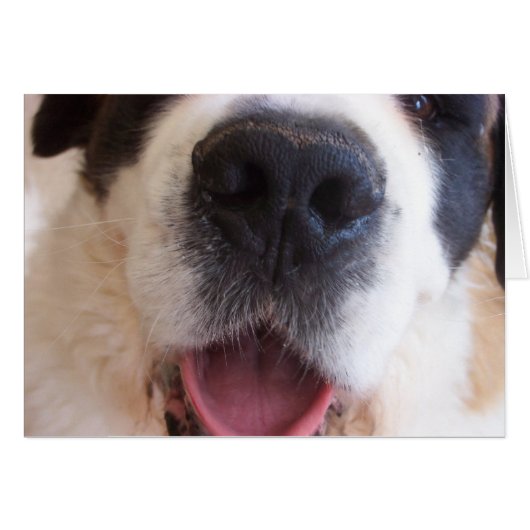 Ruthie's Nose Cards (Front Horizontal)