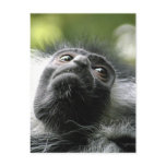 Rwanda Colobus Monkey Postcard