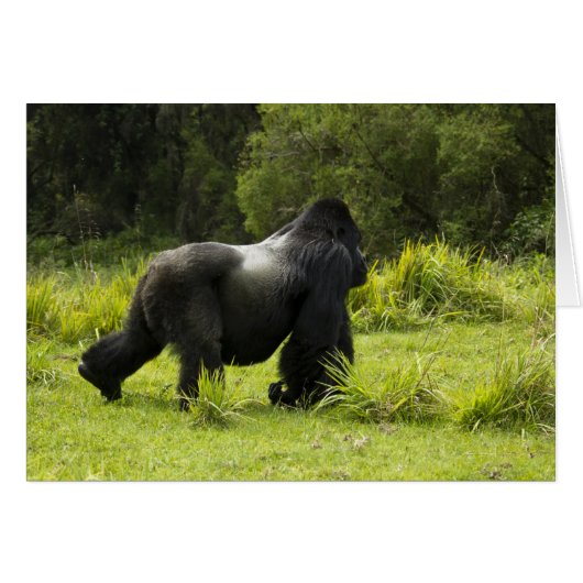 Rwanda, Volcanoes National Park (Front Horizontal)