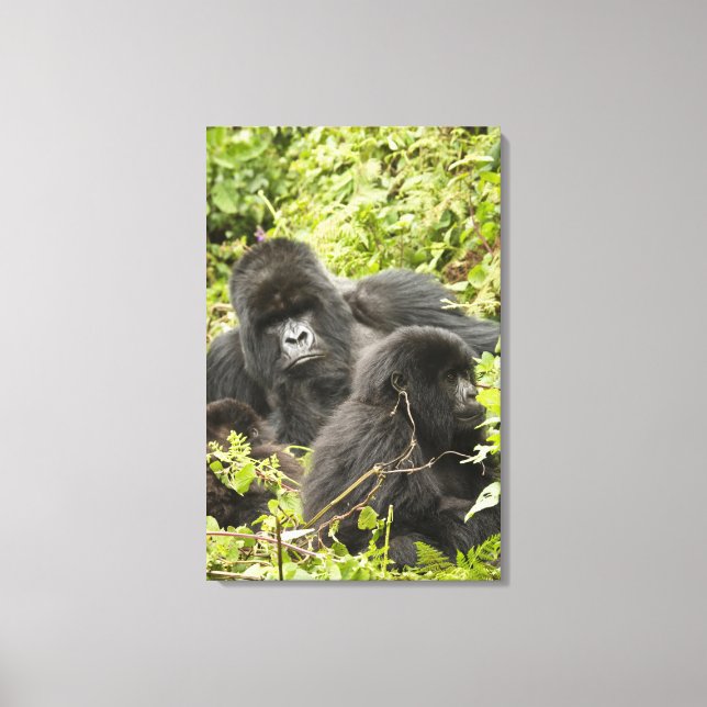 Rwanda, Volcanoes National Park Canvas Print (Front)