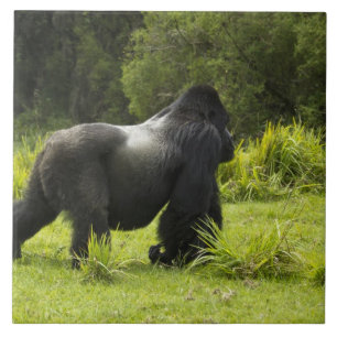 Rwanda, Volcanoes National Park Ceramic Tile