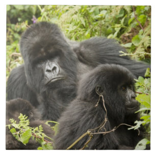 Rwanda, Volcanoes National Park Ceramic Tile