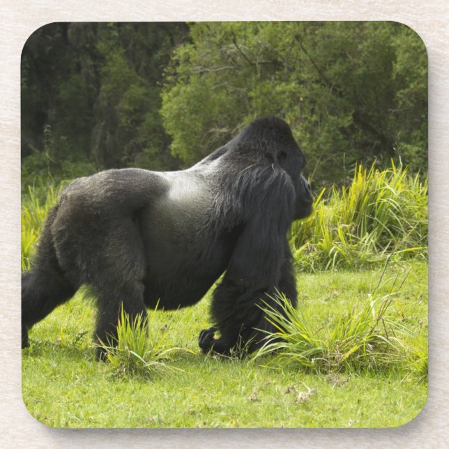 Rwanda, Volcanoes National Park Coaster (Front)