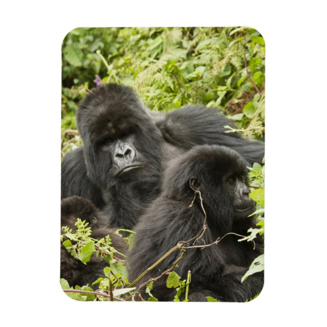 Rwanda, Volcanoes National Park Magnet (Vertical)