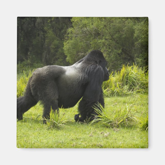 Rwanda, Volcanoes National Park Magnet (Front)