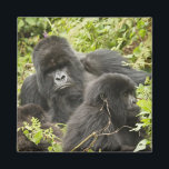 Rwanda, Volcanoes National Park Magnet<br><div class="desc">COPYRIGHT Joe & Mary Ann McDonald / DanitaDelimont.com | AF35 JMC0023.jpg | Rwanda,  Volcanoes National Park. Mountain Gorillas (Gorilla beringei beringei) family group in nest area</div>