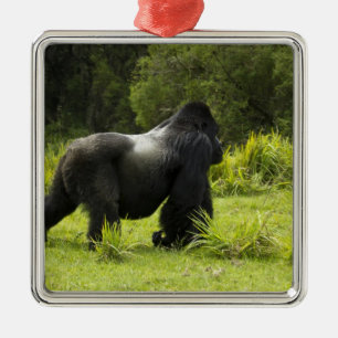 Rwanda, Volcanoes National Park Metal Ornament