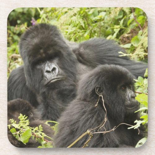 Rwanda Volcanoes National Park Mountain Drink Coaster