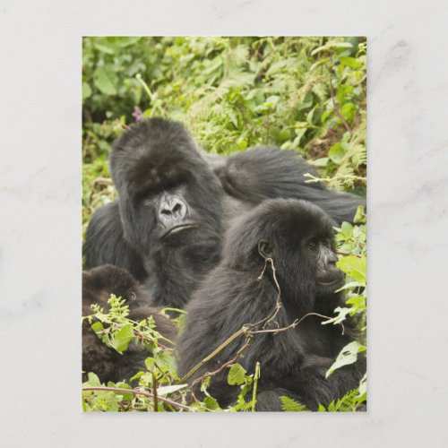 Rwanda Volcanoes National Park Mountain Postcard