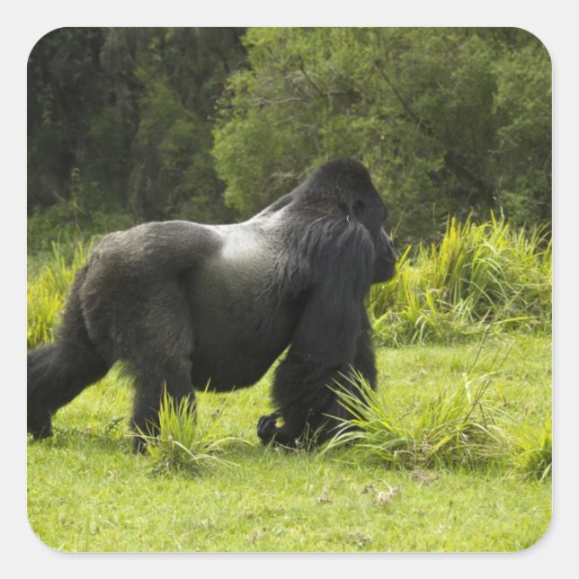 Rwanda, Volcanoes National Park Square Sticker (Front)